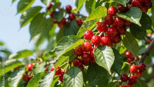 Ripe Red Cherries Hanging on Tree Branch with Green Leaves in Summer Garden