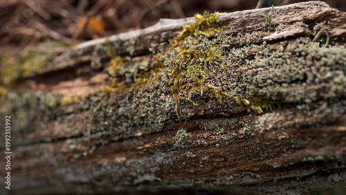 Schilderij op canvas Moss and lichen on decaying tree trunk in forest macro texture