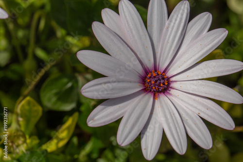 Close-up of white Cape Daisy flowers (Osteospermum) with purple centers blooming in a garden. Beautiful spring floral background with vibrant petals and green leaves in soft natural light.
