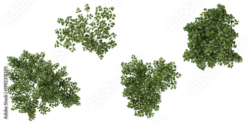 Obraz na płótnie Set of Stachyurus plants on transparent background from the top view