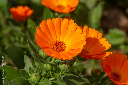 Bright orange calendula flowers blooming in sunlight. Close-up macro of vibrant petals and green leaves, showcasing natural beauty, garden freshness, and colorful spring floral detail.