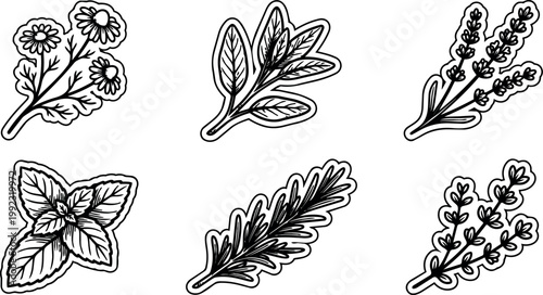 Chamomile sage lavender mint rosemary and thyme herbs