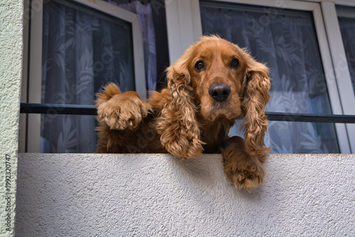 Curious Brown Cocker Spaniel Leaning Over Balcony Railing At Window Looking Outside.