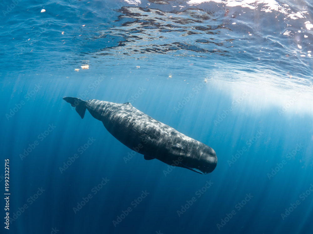 Naklejka premium Sperm whale