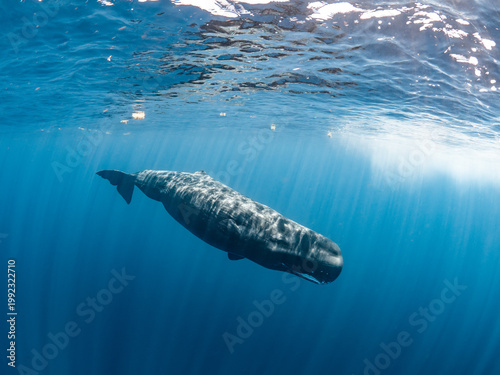 Fotografía Sperm whale
