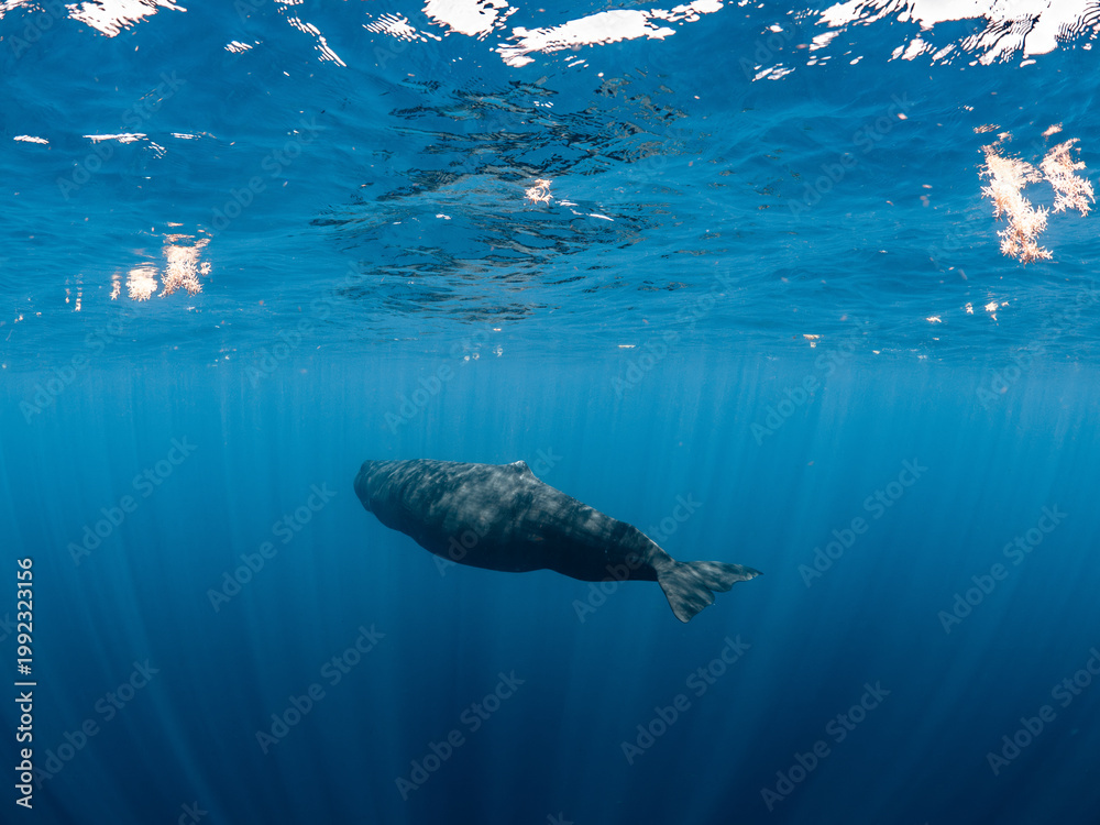 Fototapeta premium Sperm whale