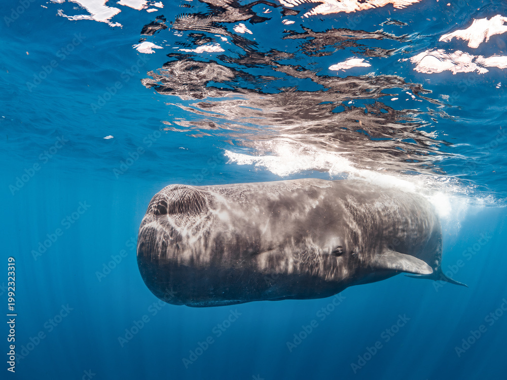 Naklejka premium Sperm whale
