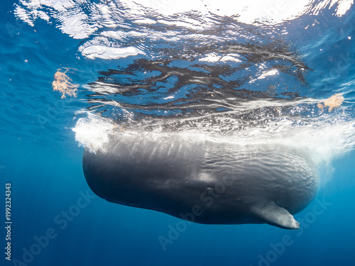 Sperm whale