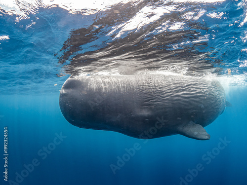 Sperm whale