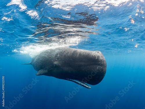 Sperm whale with open mouth