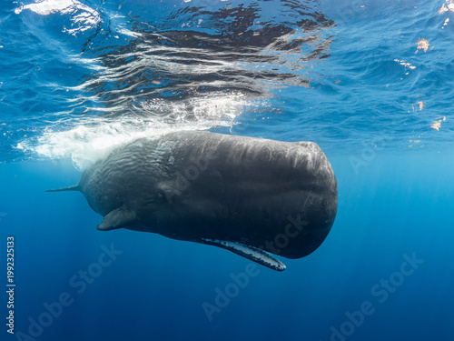 Sperm whale with open mouth
