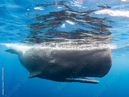 Sperm whale with open mouth