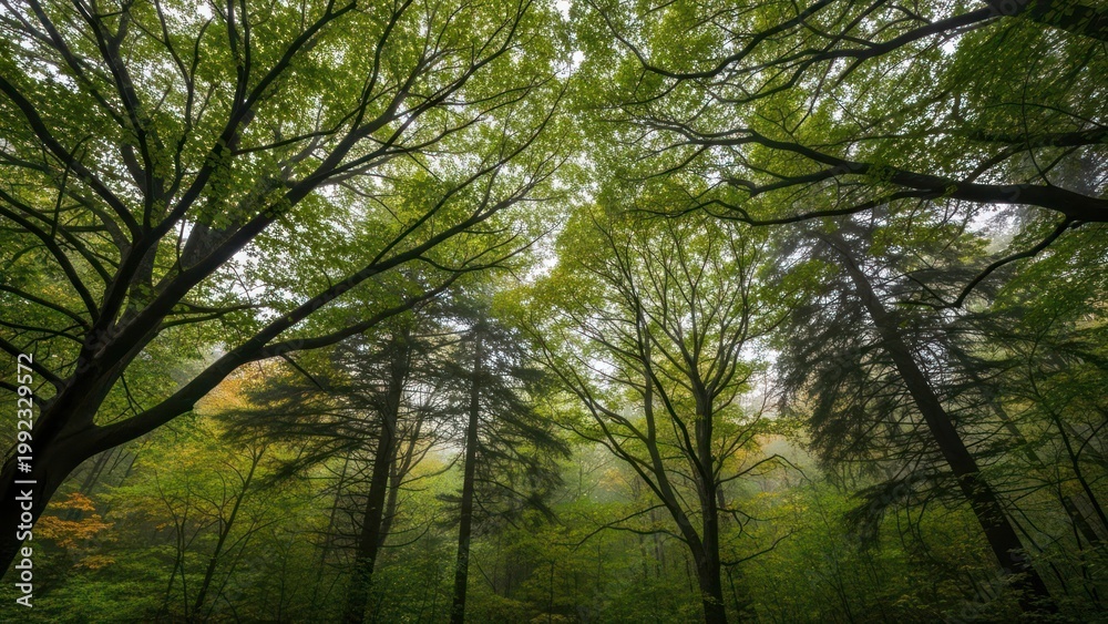 Obraz premium Trees in a misty forest.