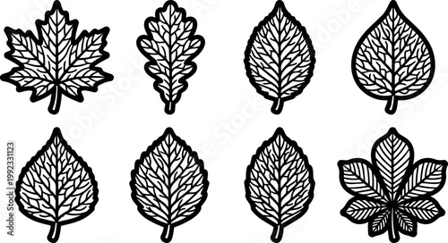 Eight different autumn leaf shapes set