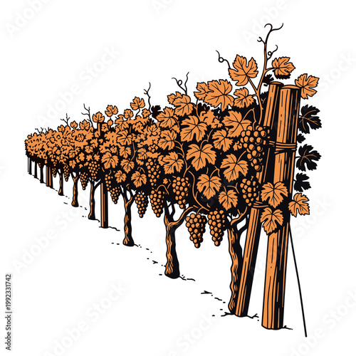 Vineyard rows diagonal grape plantation wine production agriculture