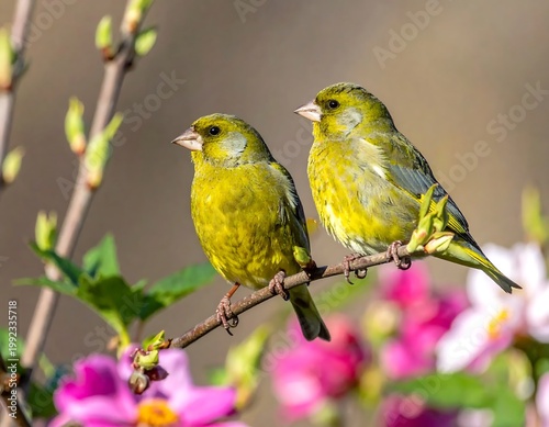 Two European Greenfinches Perched On A Branch With Blooming Pink Flowers In A Soft Blurred Garden Background