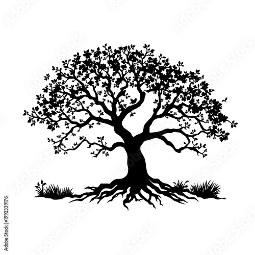 Large leafy tree silhouette with spreading branches and visible roots, black vector illustration of oak or maple tree isolated on white background, nature and life concept