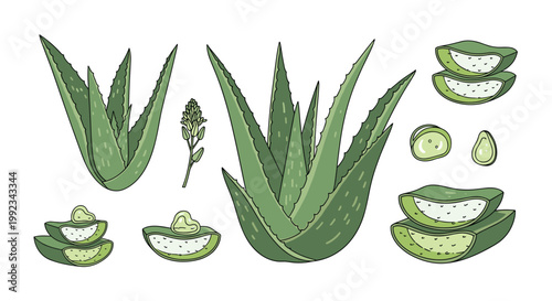 A meticulous botanical illustration displays various green aloe vera plant components including succulent whole rosettes and sliced leaves on a pristine white background.