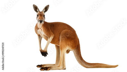 Foto Isolated adult red kangaroo standing upright looking at the viewer with curiosit