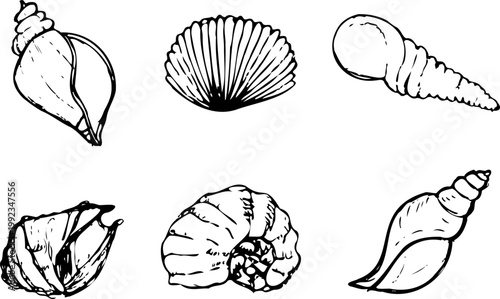 Set of hand drawn vector seashells in line art style, black and white marine sketches isolated