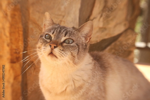 Curious Blue-Eyed Cat Gazing Upward in Warm Light