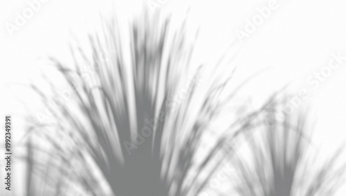 Fotografi Abstract shadow lemongrass bush on wind background, 3d rendering