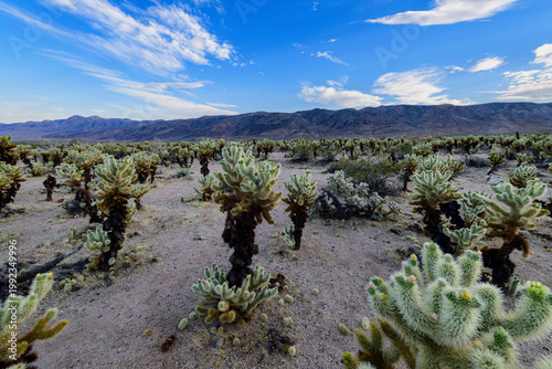 фотографія Teddy Bear Cholla Cactus Garden at Sunset