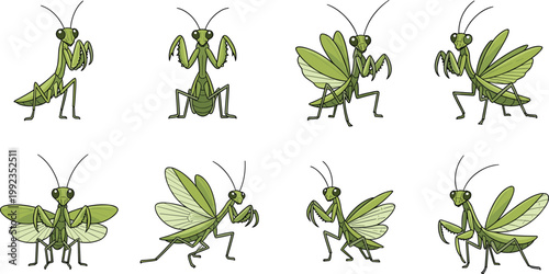 Collection of cartoon praying mantis characters in different flying and standing poses isolated on white background for nature education graphic design and vector illustration