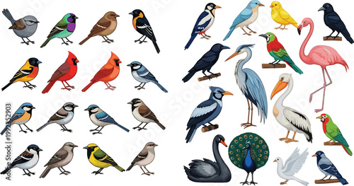 Large collection of colorful bird vector illustrations including flamingo peacock swan cardinal and various songbirds isolated on white background for design