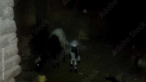 Black and white sheep and lambs stand in a dark, rural stone pen at night, creating a rustic scene.