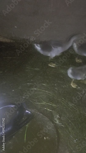 Beautiful Egyptian Local Ducks in a Natural Rural Setting