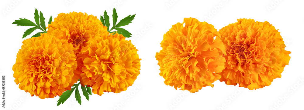 Naklejka premium fresh marigold or tagetes erecta flower isolated on white background with full depth of field.