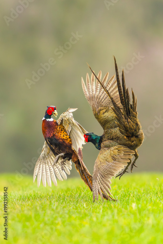 Pheasants sparring in the breeding season.   Scientific name Phasianus Colchicus, Two Ring-necked cock Pheasants fighting in Springtime with both Pheasants in the air.   Portrait.  Copy space