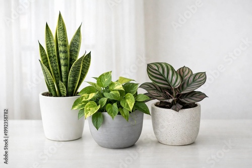 Three diverse indoor house plants, including a snake plant, pothos, and calathea, displayed in stylish ceramic pots on a white table.