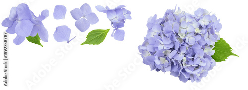 Bild auf Leinwand Blue Hydrangea flower isolated on white background