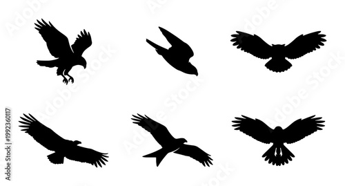 Eagle silhouette collection, 6 flying bird of prey vector icons, black hawk and falcon shapes isolated on white, predatory birds in flight