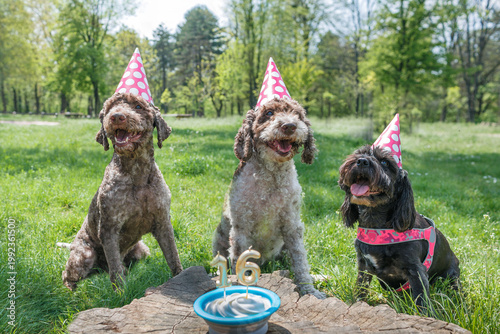 Three dogs celebrate a birthday in a green park with party hats on a sunny day