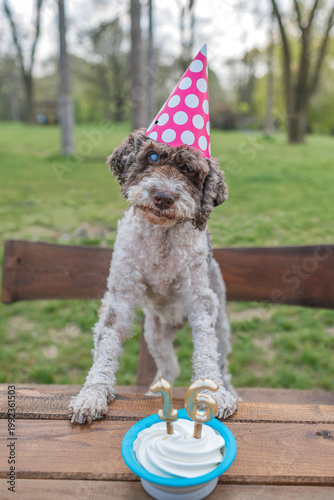 Old dog celebrates birthday with whipped cream and party hat in a park