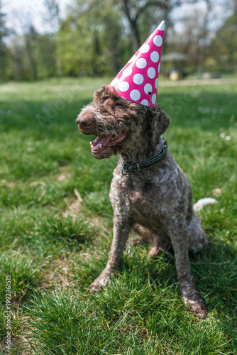 Dog wearing party hat and celebrating birthday and enjoying sunny day in the park