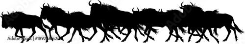 Wildebeest migration herd silhouette isolated on white background for wildlife nature and safari graphic design