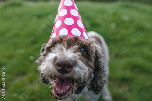 Dog enjoys birthday party with pink party hat on sunny day in the park