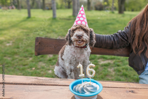 Old dog celebrates 16th birthday with a cake and party hat in a park on a sunny day with owner nearby