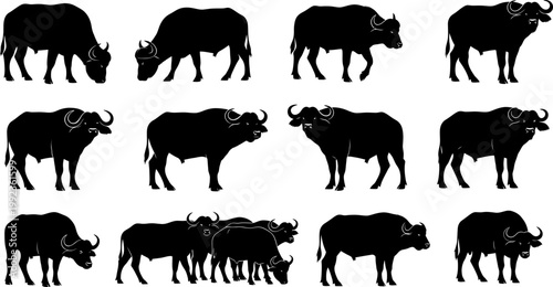 Set of twelve varied African buffalo silhouettes in different poses for wildlife graphic design and branding