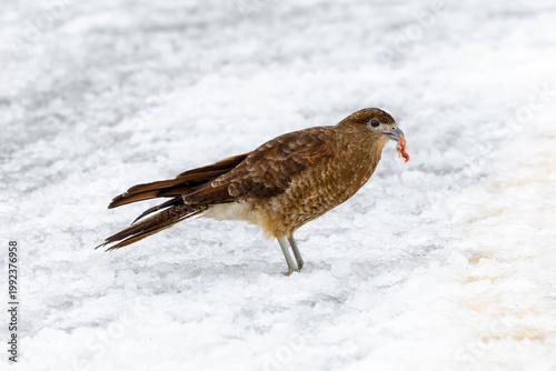 Chimango Caracara with snow background 