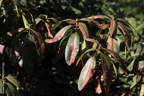 Rhododendron leaves with brown sunburn spots and winter bronzing damage in spring garden