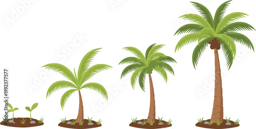Vector illustration of palm tree growth stages from seedling to mature tree in nature design