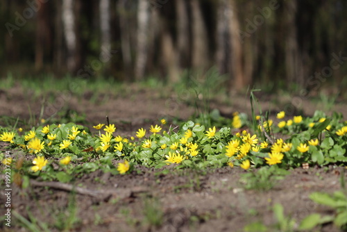 Cuadro en lienzo Yellow flowers and green leaves of lesser celandine or pilewort (Ficaria verna)