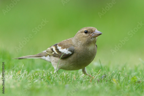 Common Chaffinch (Fringilla coelebs) female standing on grass, common bird species in the Czech Republic