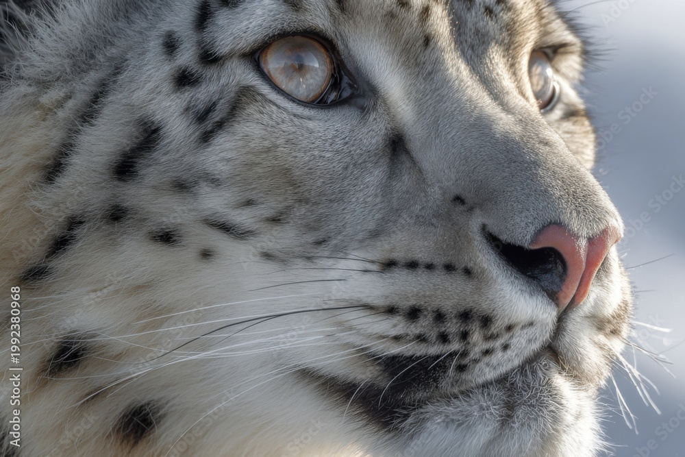 Obraz premium Snow leopard looks up with focused eyes, showcasing its thick fur and distinct markings while in its natural habitat on a sunny day