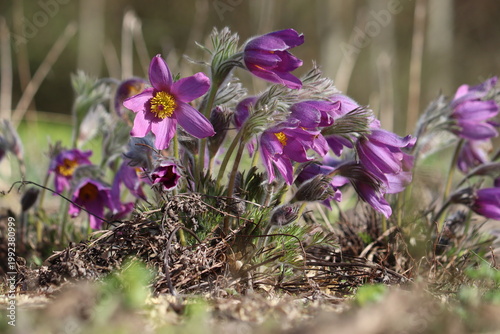 Konstfotografi Pasqueflower (Pulsatilla vulgaris) purple flowers blooming in a group in a sprin